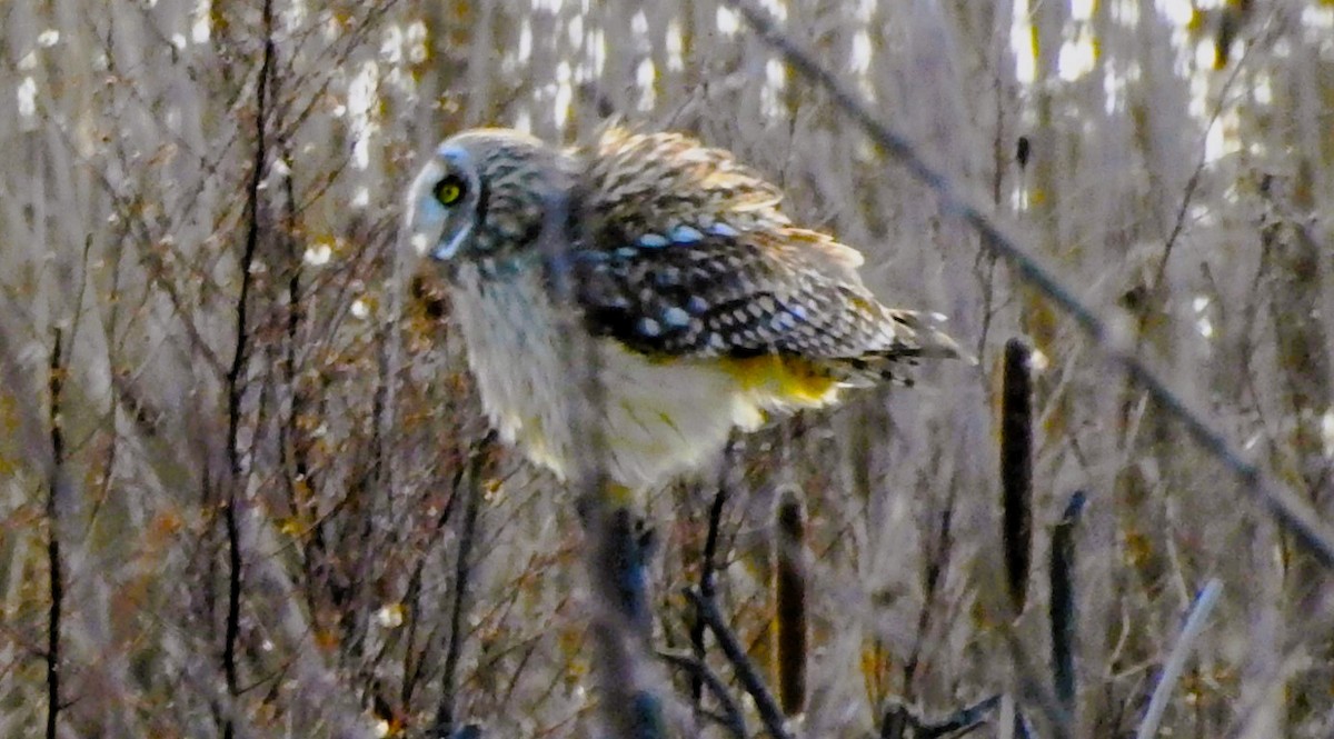 Short-eared Owl - ML614914962