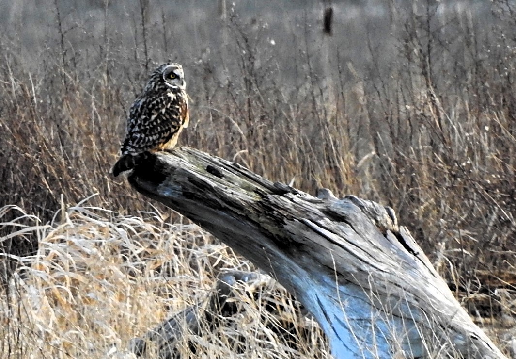 Short-eared Owl - ML614914963