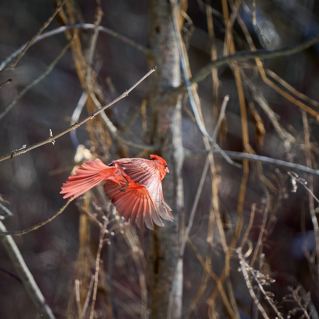 Northern Cardinal - ML614914964