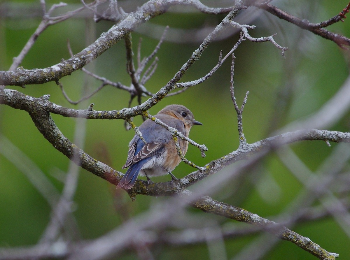 Eastern Bluebird - ML614914973