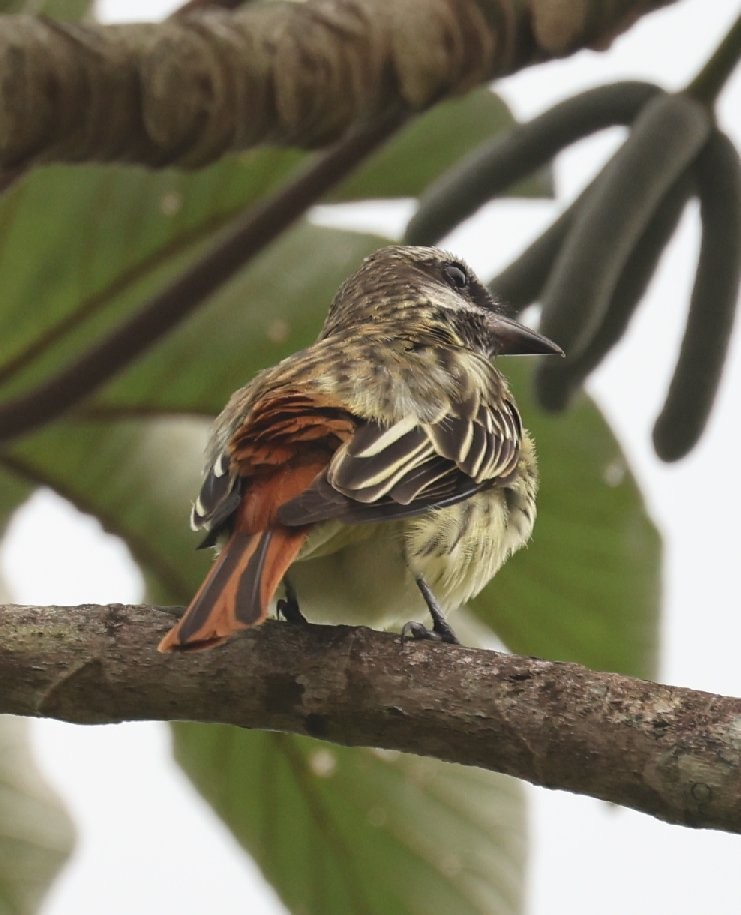 Sulphur-bellied Flycatcher - ML614914999