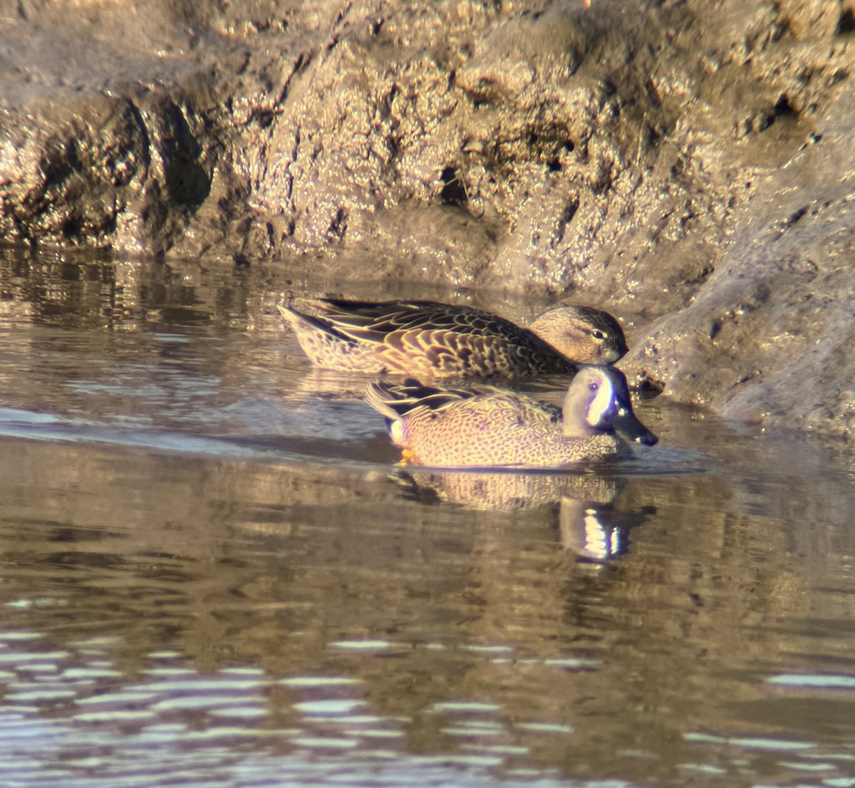 Blue-winged Teal - ML614915025