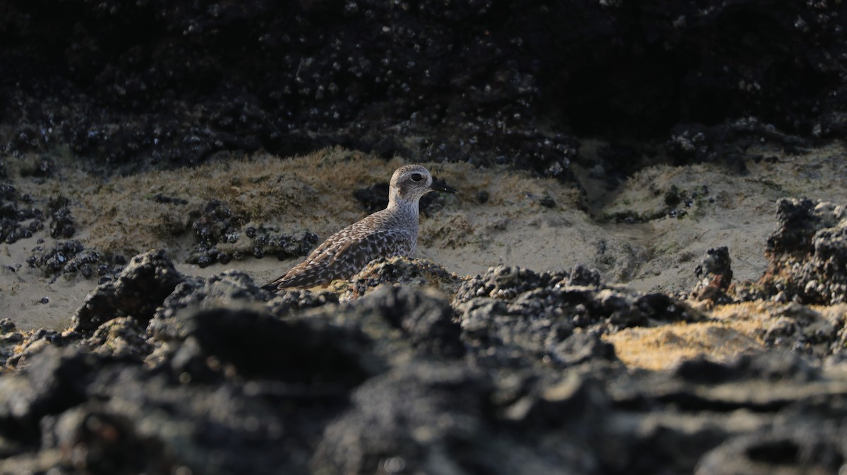 Black-bellied Plover - Diego Andino