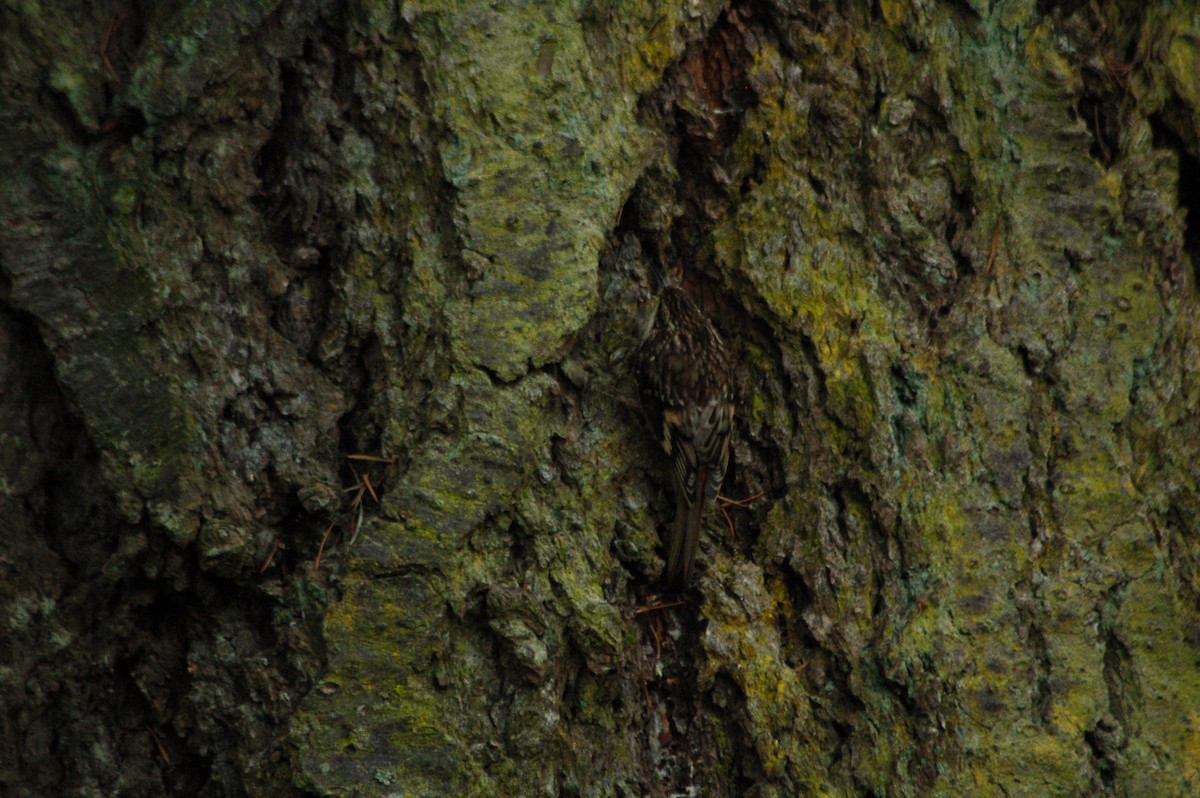 Brown Creeper - Matthew Dickerson