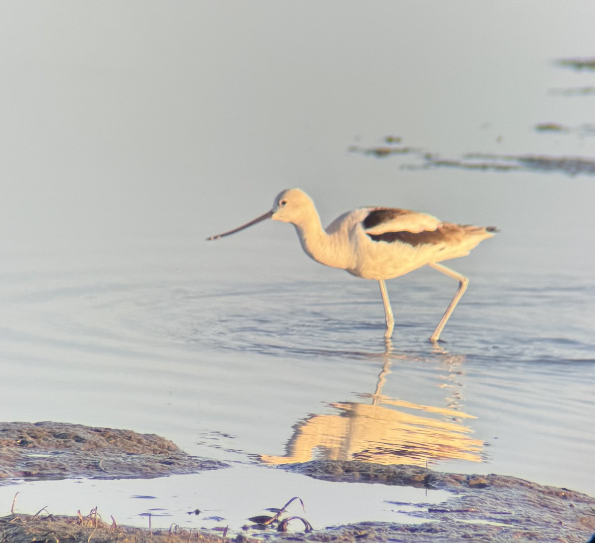 American Avocet - ML614915191