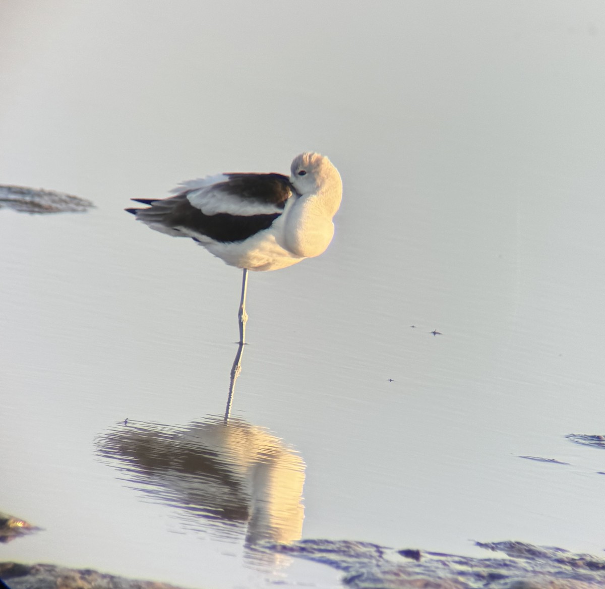 American Avocet - ML614915192