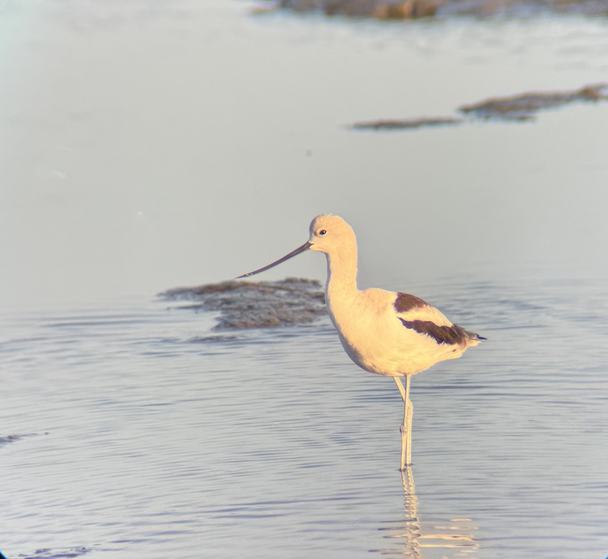 American Avocet - ML614915193