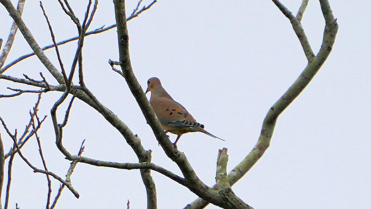 Mourning Dove - ML614915207