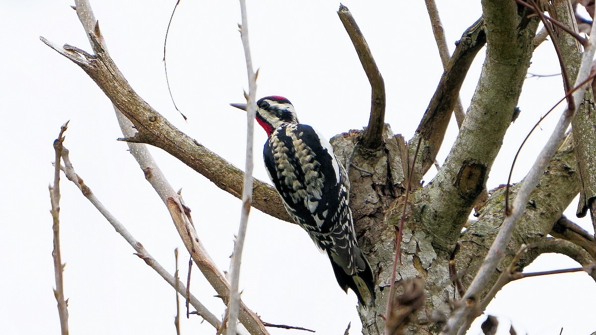 Yellow-bellied Sapsucker - ML614915215