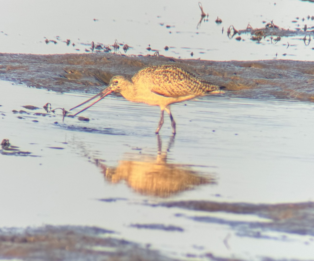 Marbled Godwit - ML614915225