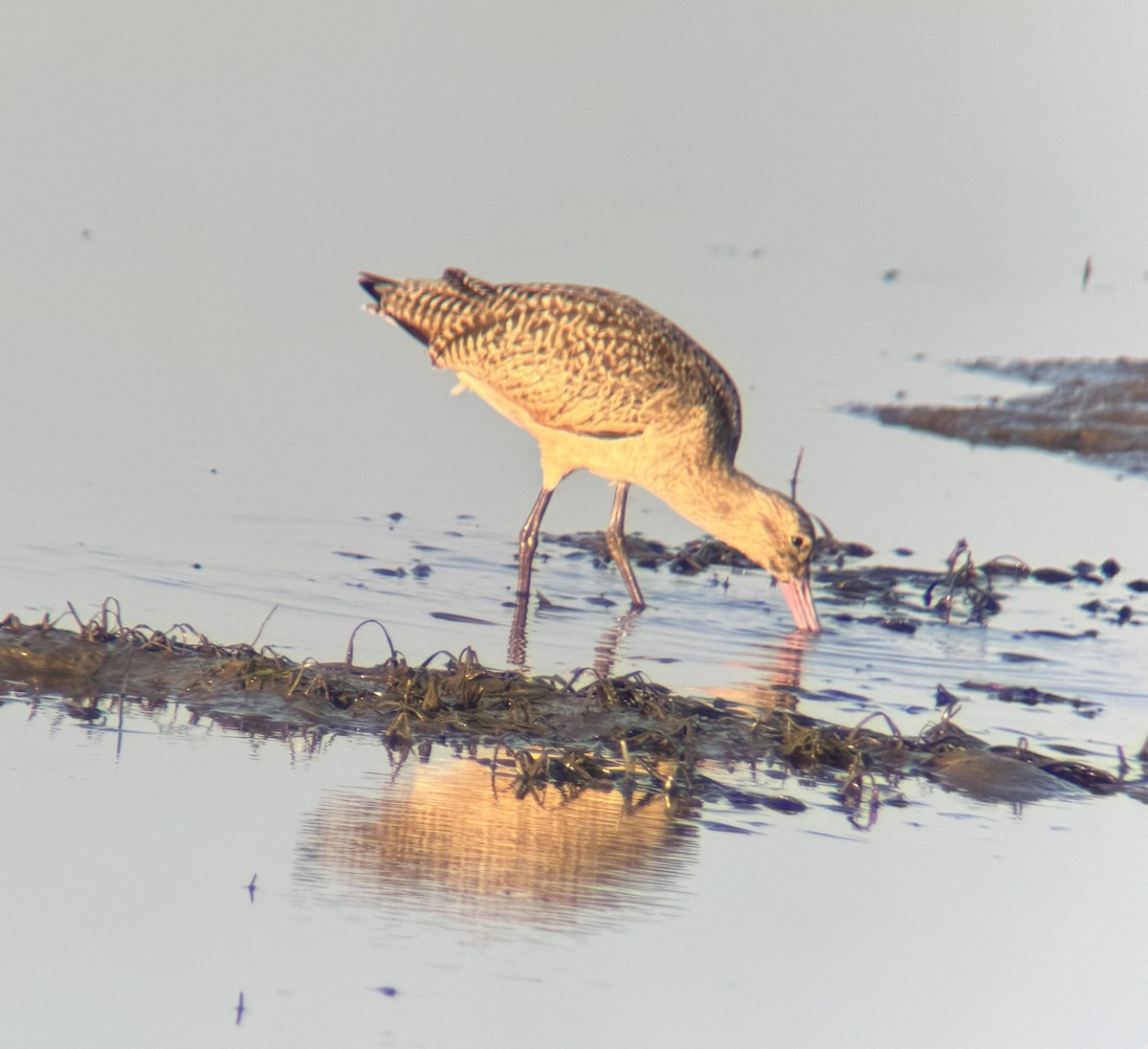 Marbled Godwit - ML614915226