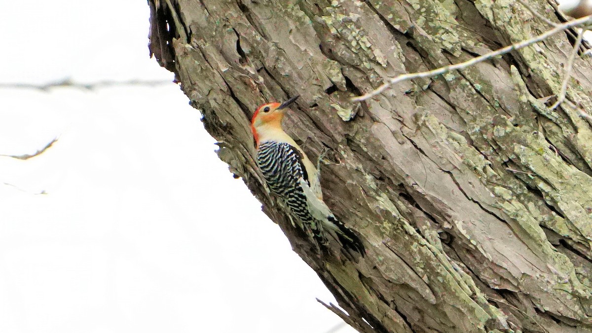 Red-bellied Woodpecker - ML614915234