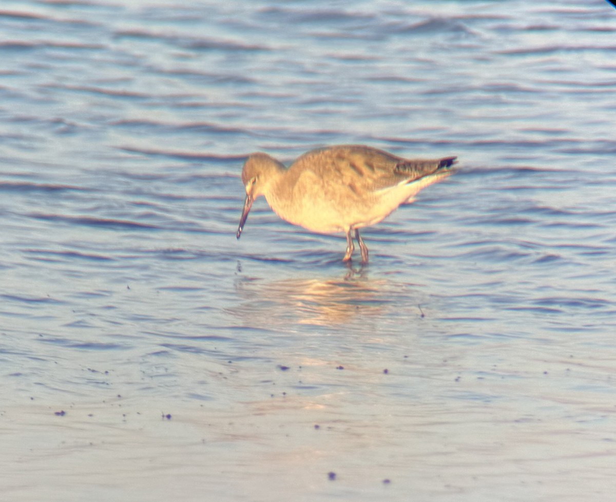 Willet - ML614915245