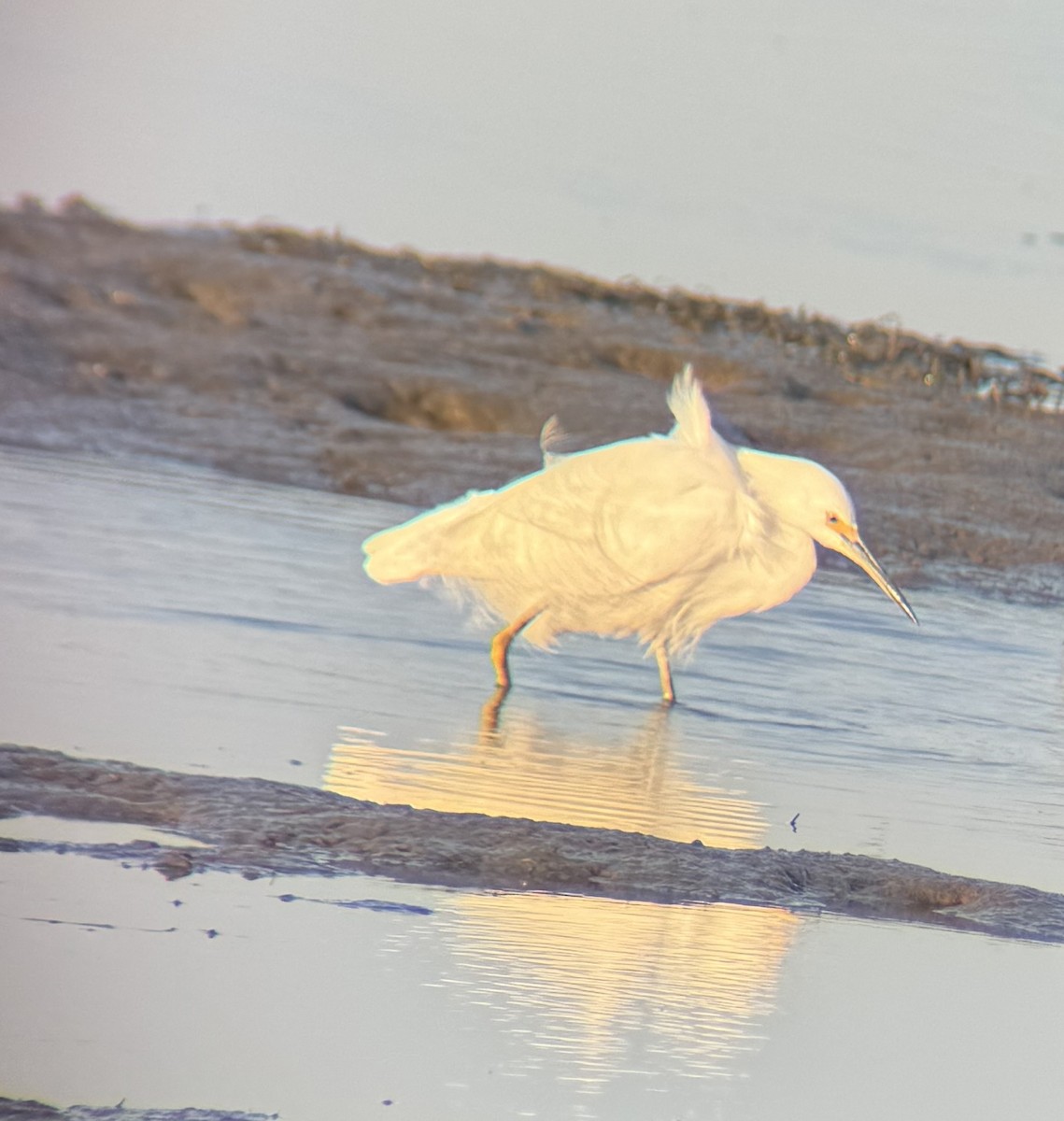 Snowy Egret - ML614915265