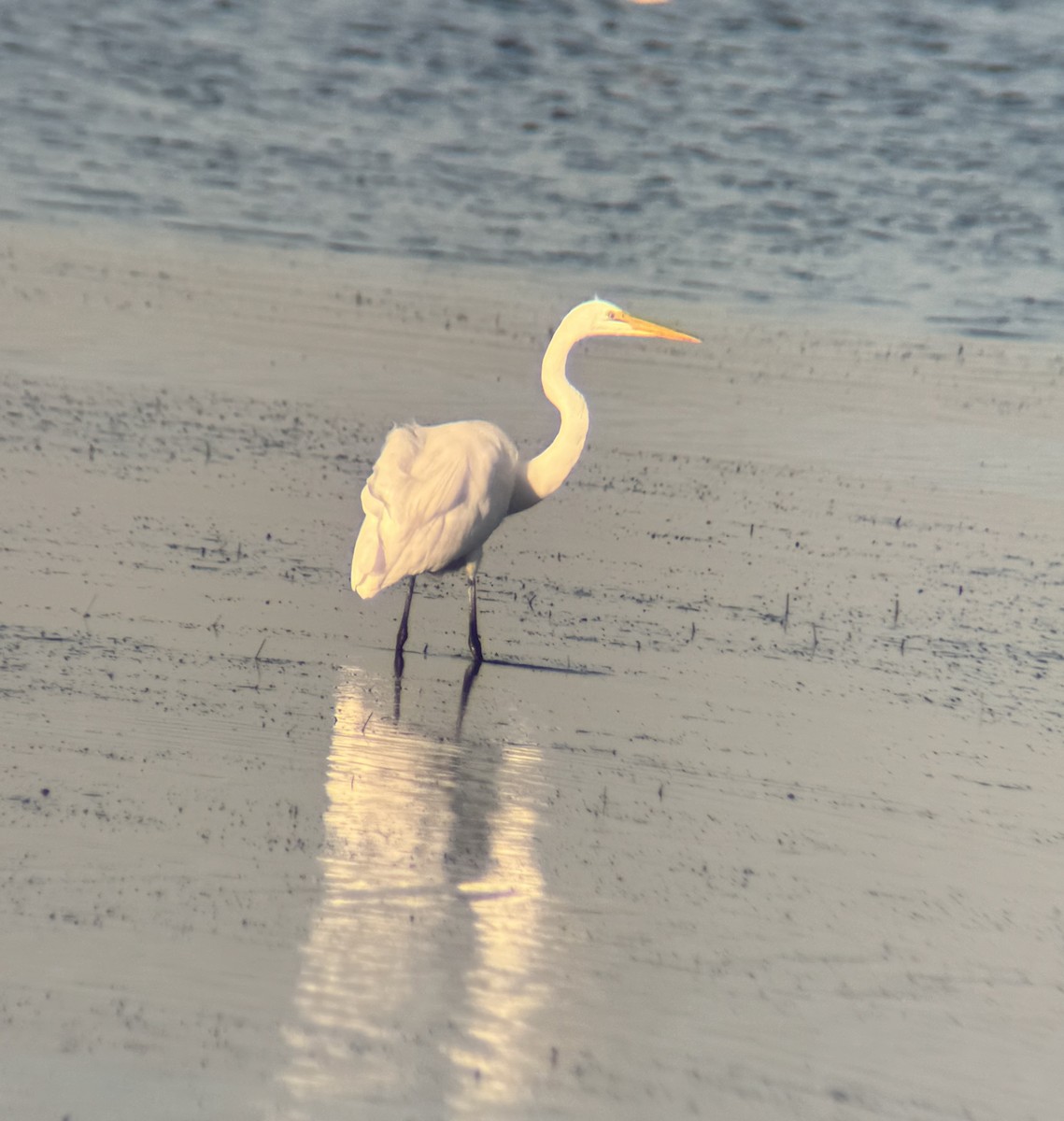 Great Egret - ML614915269