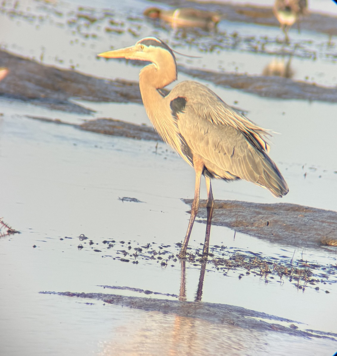 Great Blue Heron - ML614915276