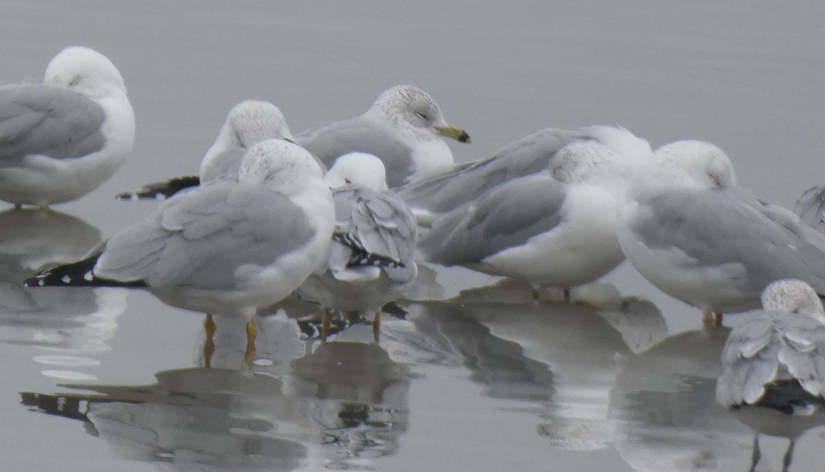 Ring-billed Gull - Gerald "Jerry" Baines