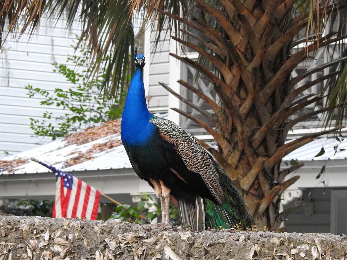 Indian Peafowl - ML614915324