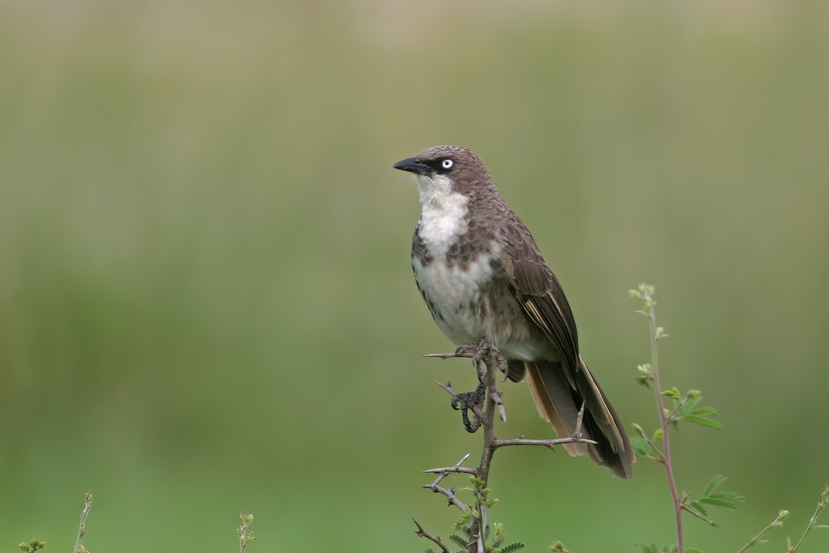 Northern Pied-Babbler - Greg Scyphers