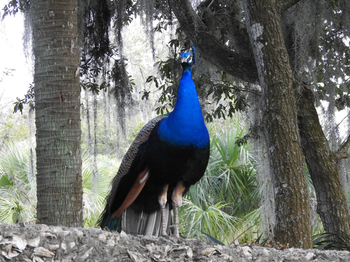 Indian Peafowl - ML614915349