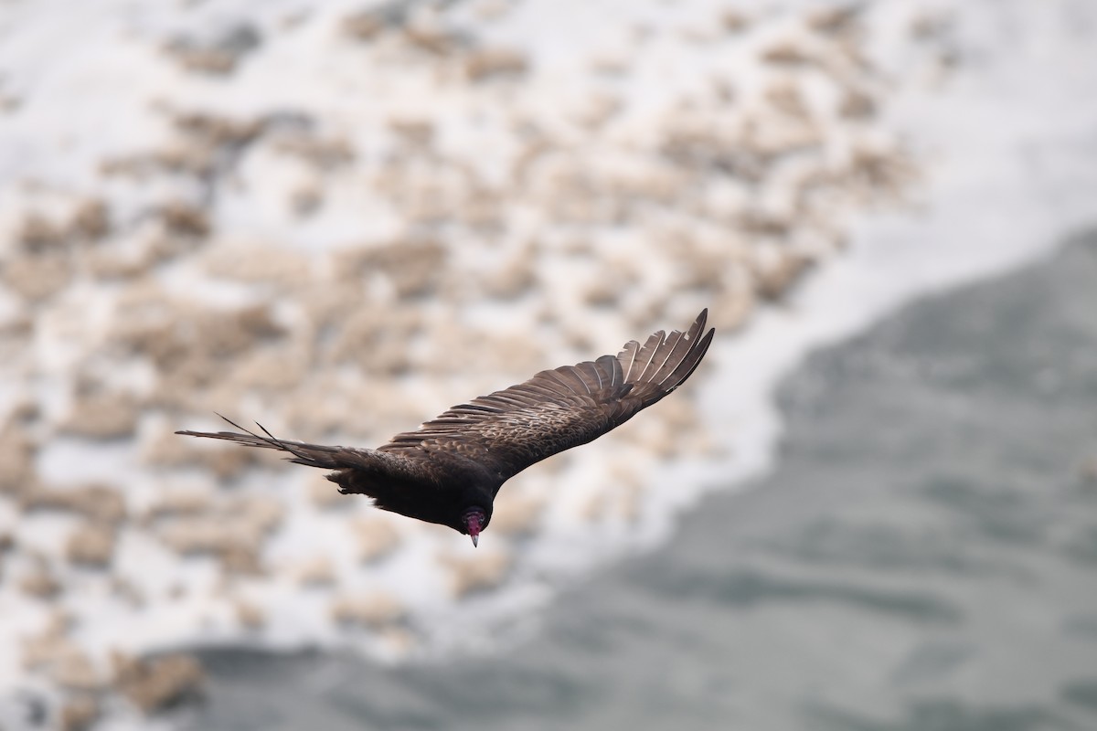 Turkey Vulture - Lambert Gauthier