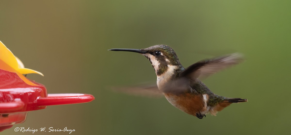 Colibrí de Mitchell - ML614915377