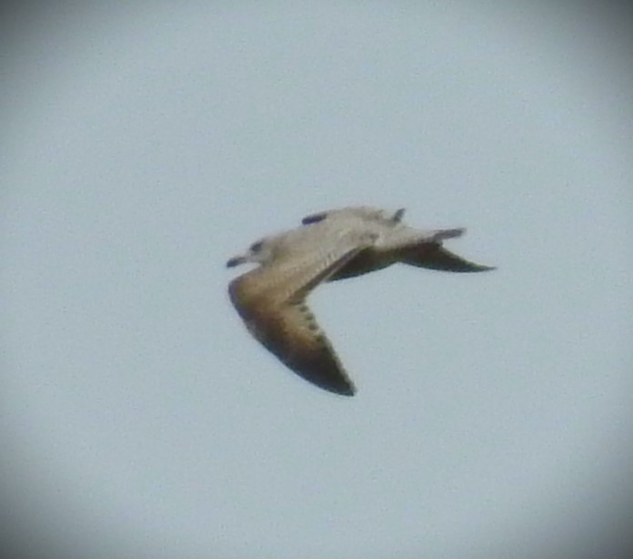 Herring Gull (American) - Caden Williams