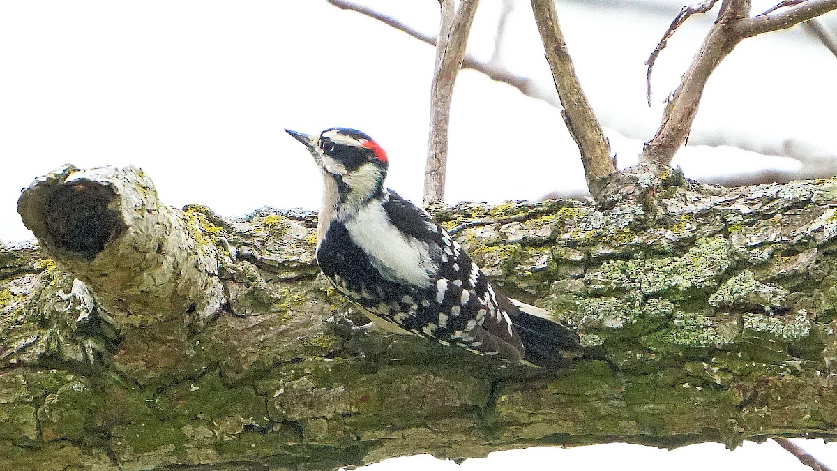 Downy Woodpecker - ML614915416