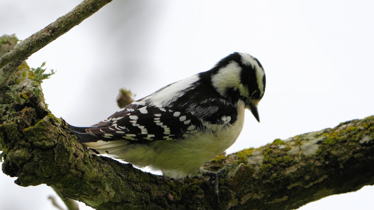 Downy Woodpecker - ML614915417