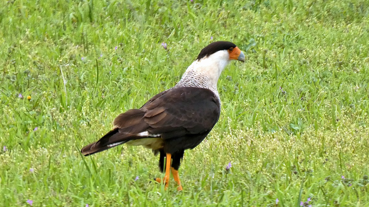 Crested Caracara - ML614915422