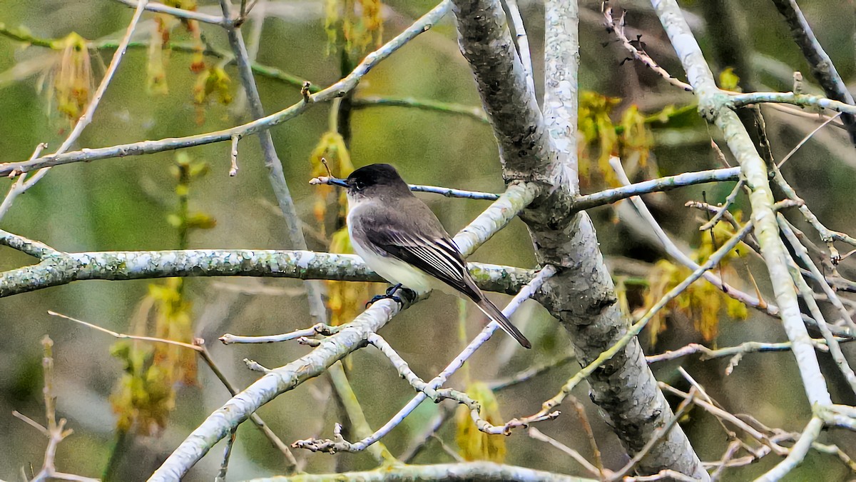 Eastern Phoebe - ML614915436