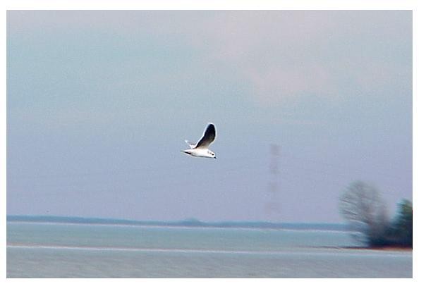 Little Gull - ML614915442