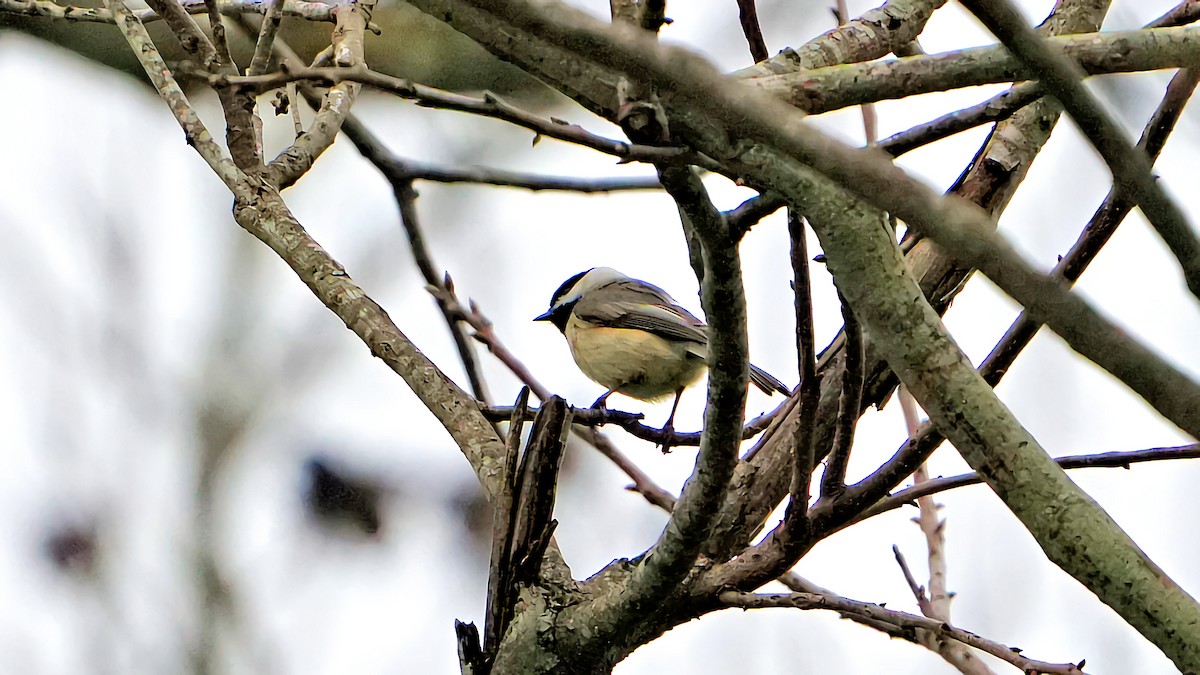 Carolina Chickadee - ML614915449