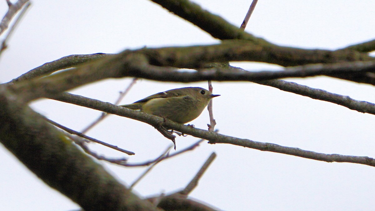 Ruby-crowned Kinglet - ML614915464