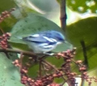 Cerulean Warbler - Alec Hopping