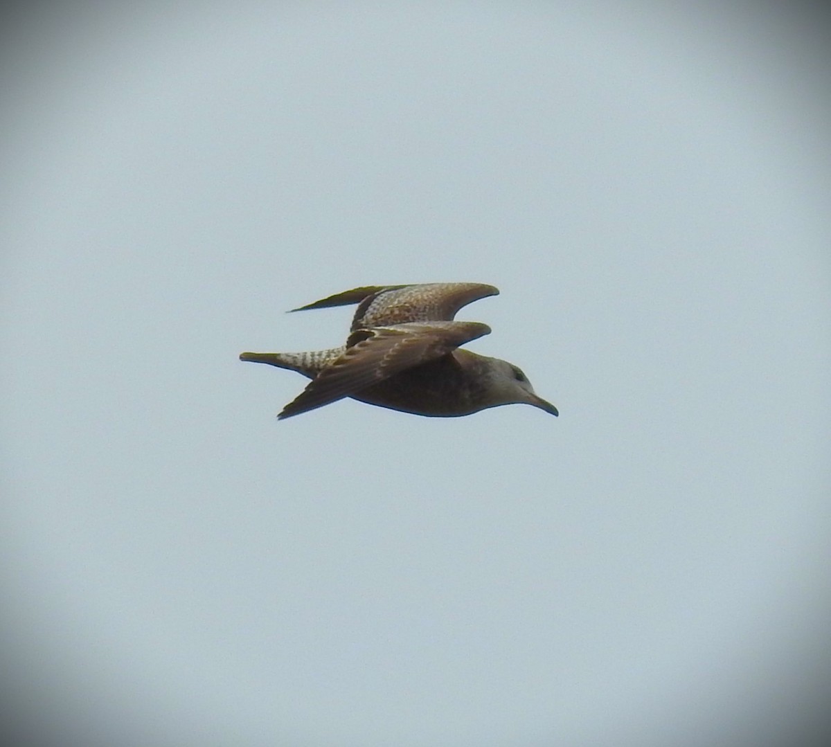 Gaviota Argéntea (americana) - ML614915473