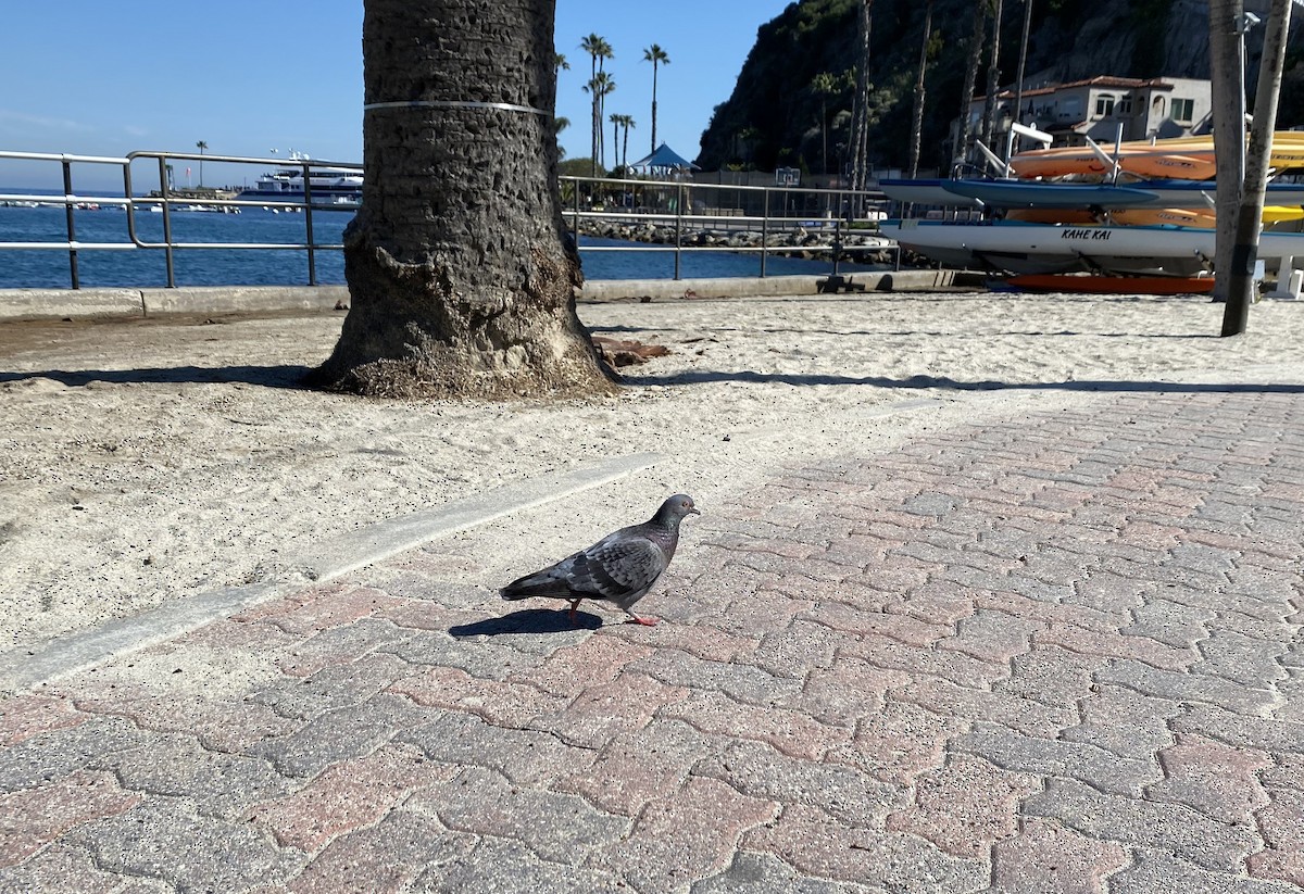 Rock Pigeon (Feral Pigeon) - ML614915476