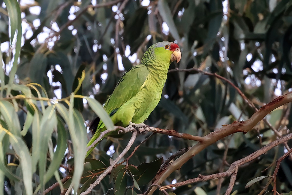 Lilac-crowned Parrot - ML614915478