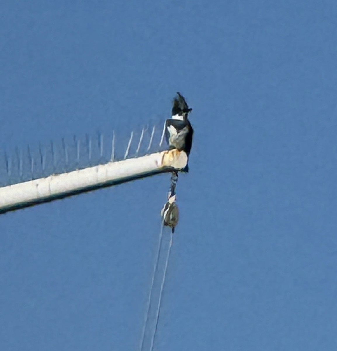 Belted Kingfisher - ML614915480