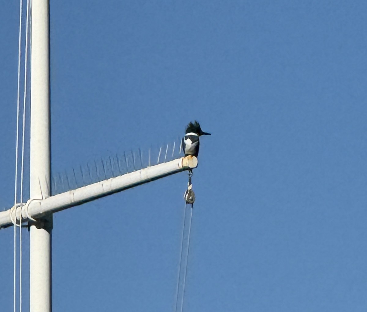 Belted Kingfisher - ML614915481