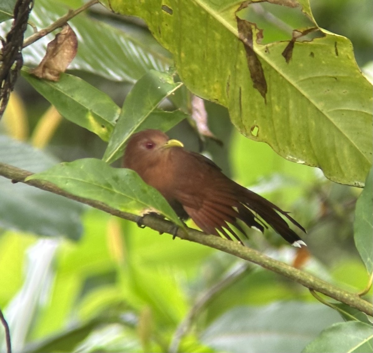 Little Cuckoo - Alec Hopping