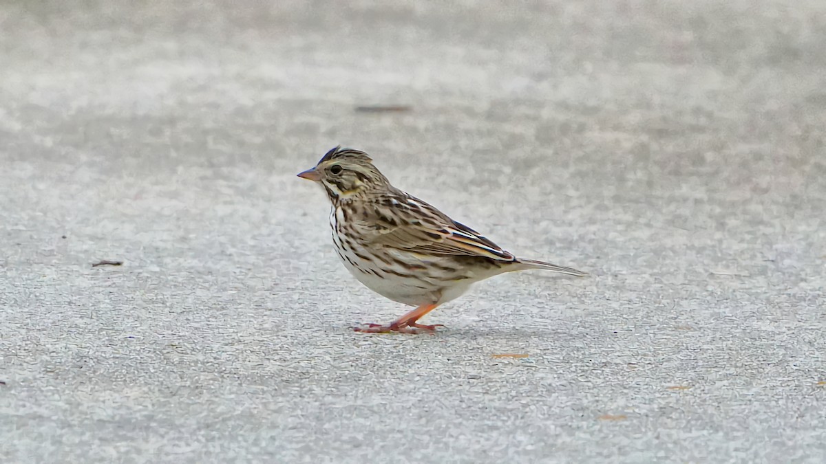 Savannah Sparrow - ML614915501