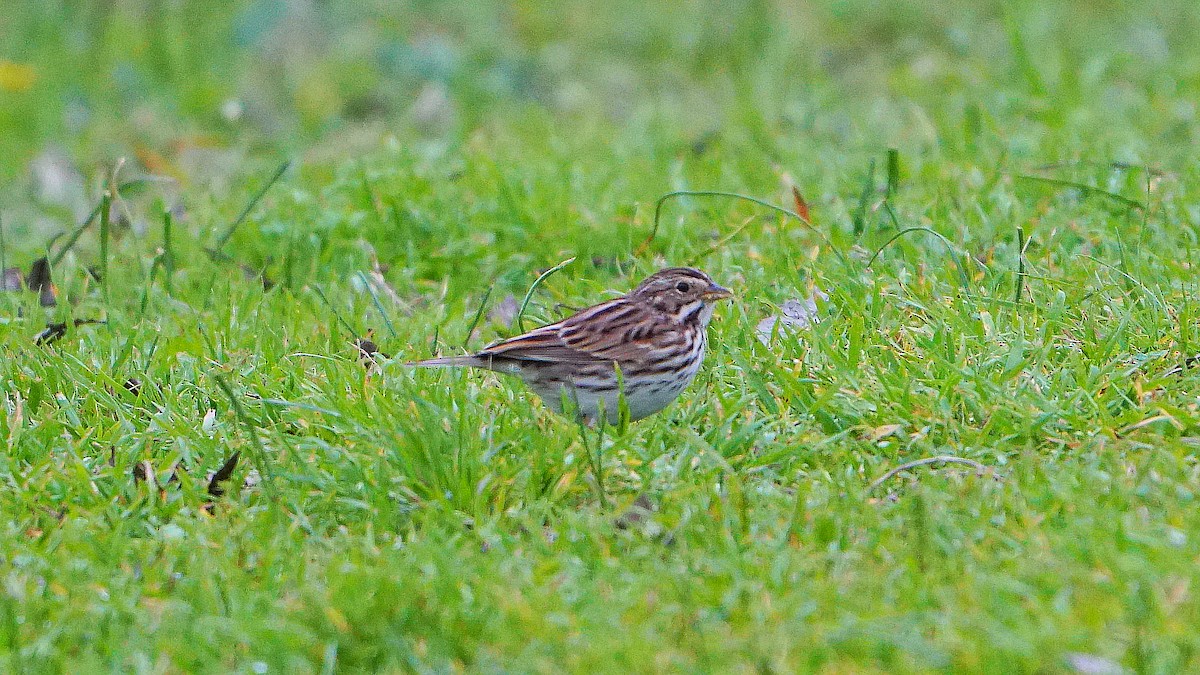 Savannah Sparrow - ML614915502