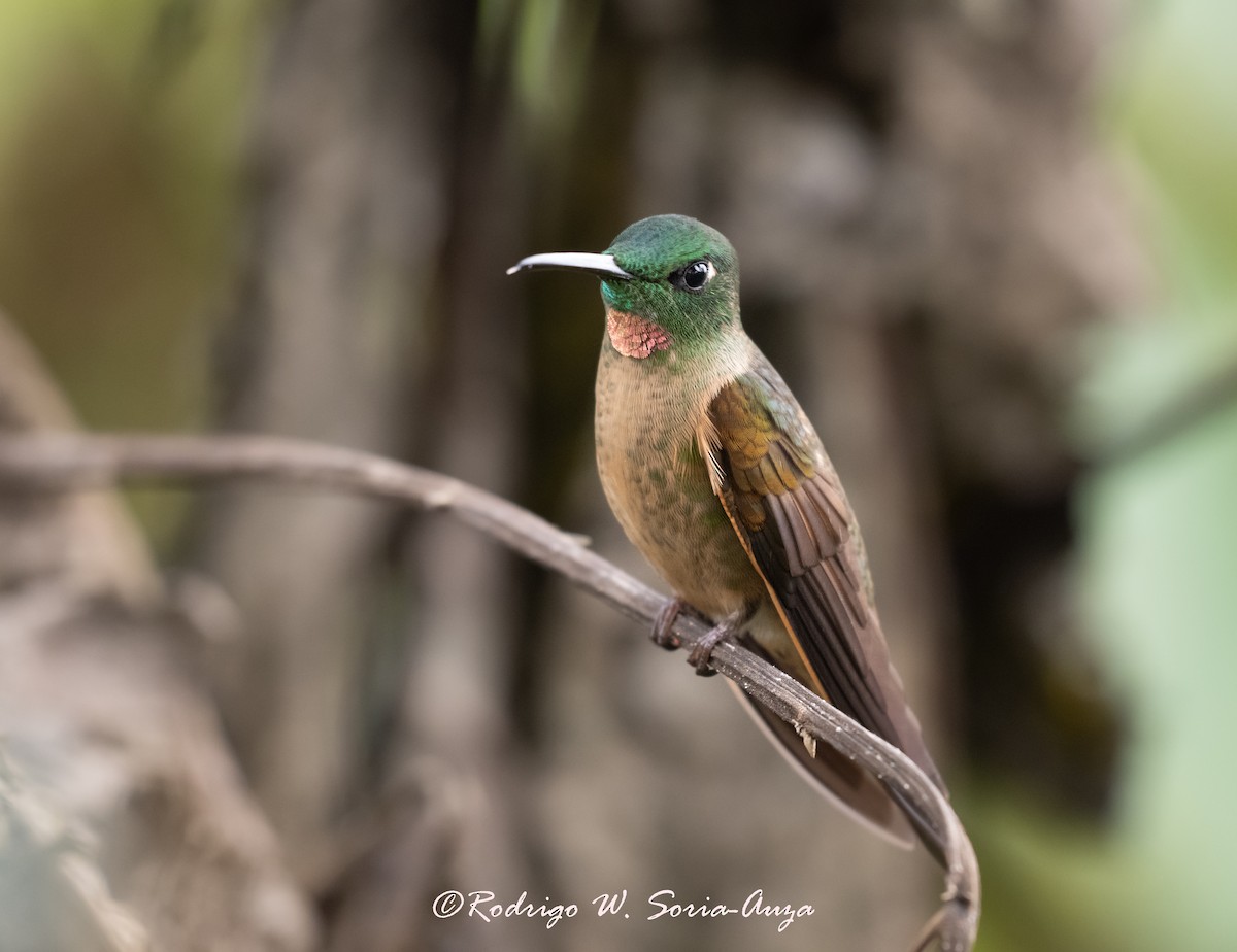 Fawn-breasted Brilliant - ML614915506