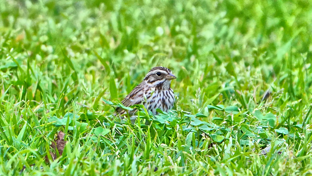 Song Sparrow - ML614915508