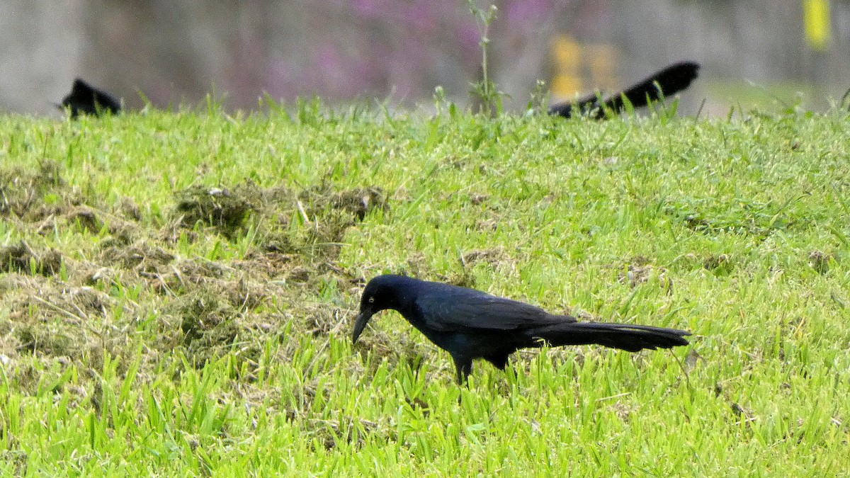 Great-tailed Grackle - ML614915513