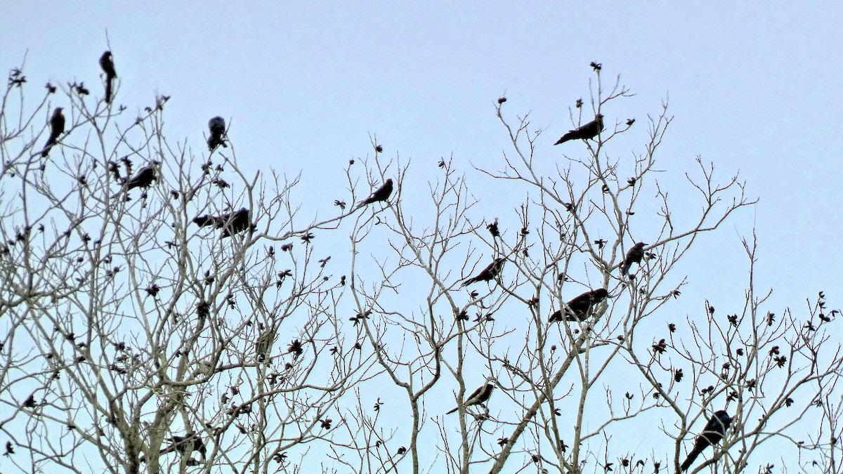 Great-tailed Grackle - ML614915514