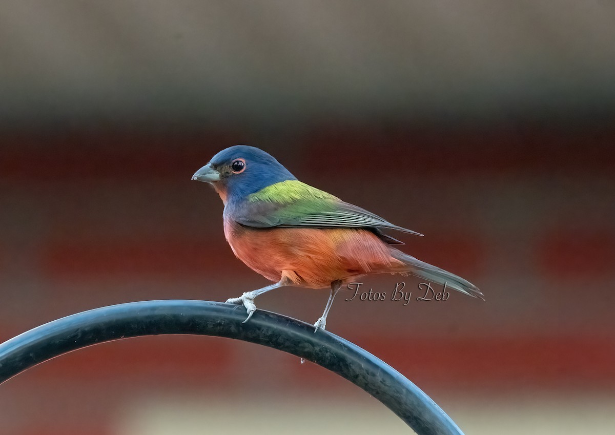 Painted Bunting - ML614915516