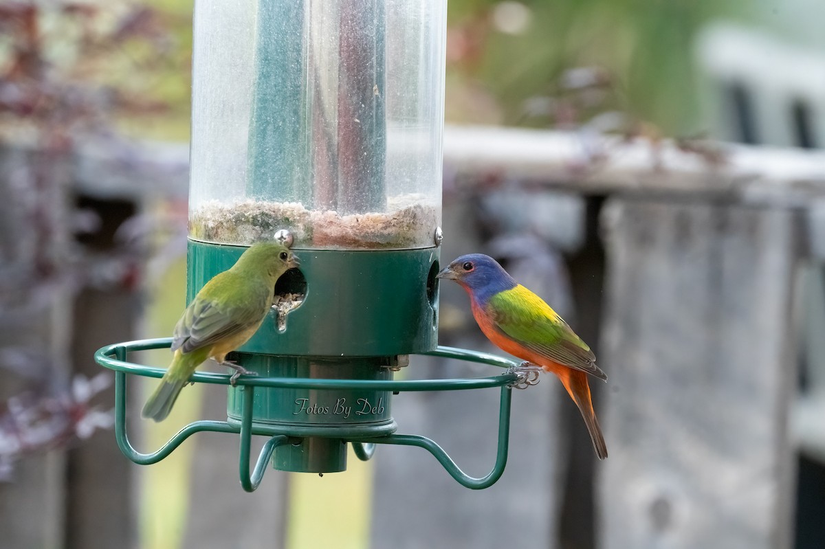 Painted Bunting - ML614915518