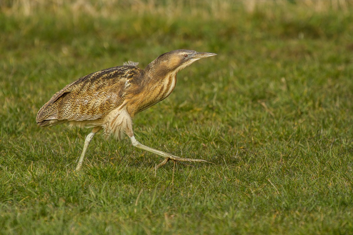 Australasian Bittern - ML614915521